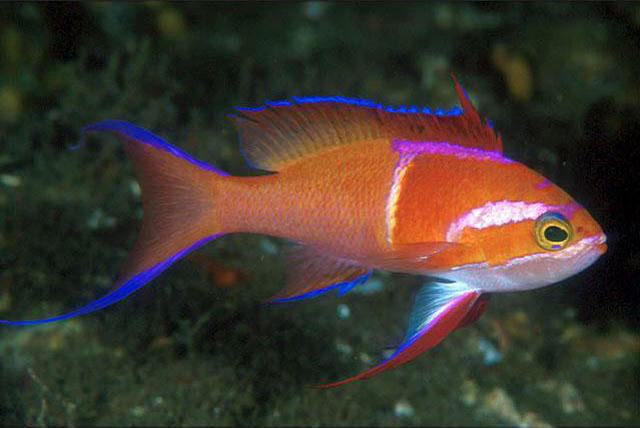 Pseudanthias leucozonus